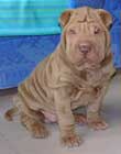 Chien Sharpei en buste